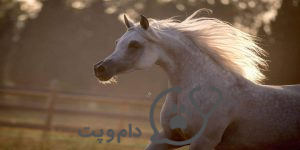 اسب های عرب، هر آنچه که باید بدانید. || دام و پت