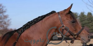 اسب های عرب، هر آنچه که باید بدانید. || دام و پت