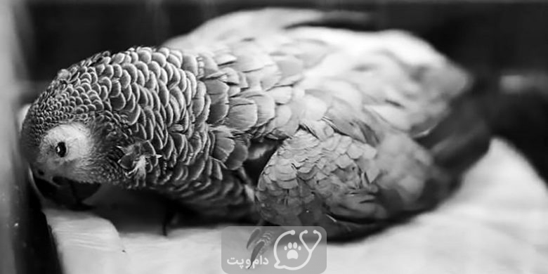16 علت مرگ ناگهانی طوطی ها || دام و پت