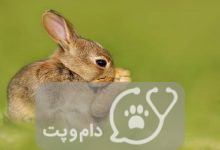 چرا خرگوش پنجه خودش را بالا نگه می دارد؟ || دام و پت