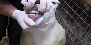 آیا گوسفندها دندان بالایی دارند؟ || دام و پت