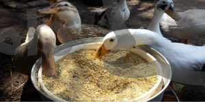 آیا اردک برنج می خورد؟ || دام و پت