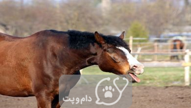 خستگی در اسب || دام و پت