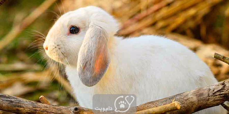 چرا رنگ خز خرگوش تغییر می کند؟ || دام و پت