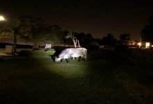 چرا گاوها در شب غر می زنند؟ || دام و پت