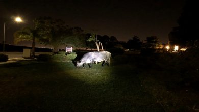 چرا گاوها در شب غر می زنند؟ || دام و پت