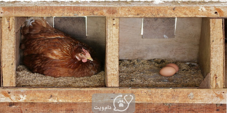 مرغ ها کی تخم می گذارند؟ || دام و پت