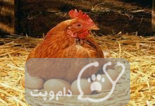 مرغ ها کی تخم می گذارند؟ || دام و پت