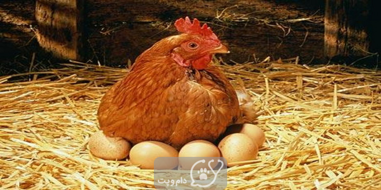 مرغ ها کی تخم می گذارند؟ || دام و پت