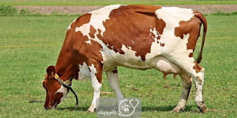 علت کاهش شیر در گاو چیست؟ || دام و پت