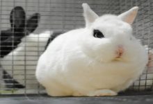 12 نژاد خرگوش کوتوله جذاب || دام و پت