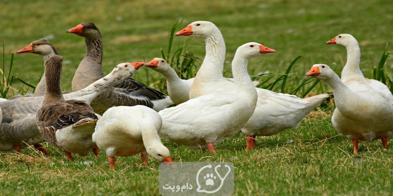 آیا غازها اردک هستند؟ || دام و پت