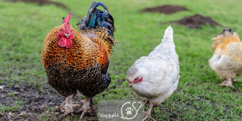 چرا مرغ ها قبل از جفت گیری می دوند؟ || دام و پت