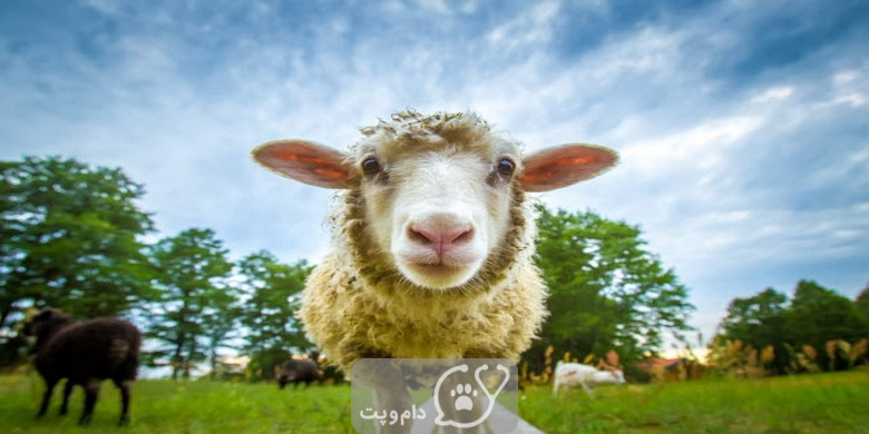 چرا گوسفندها یک مخچه دارند؟ || دام و پت