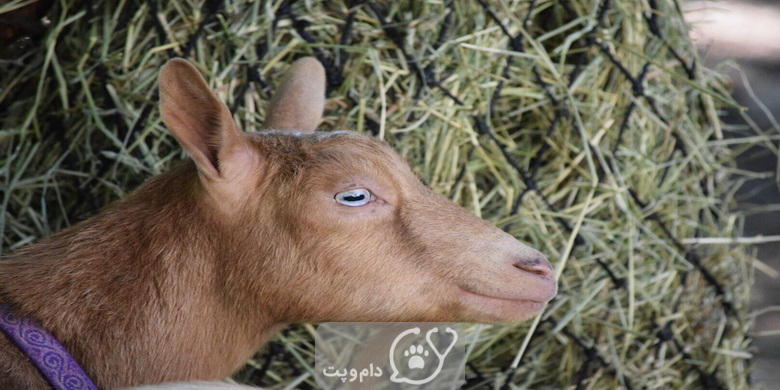 اسهال در بز از علل تا درمان || دام و پت