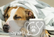 سرماخوردگی سگ ها از علت تا درمان || دام و پت