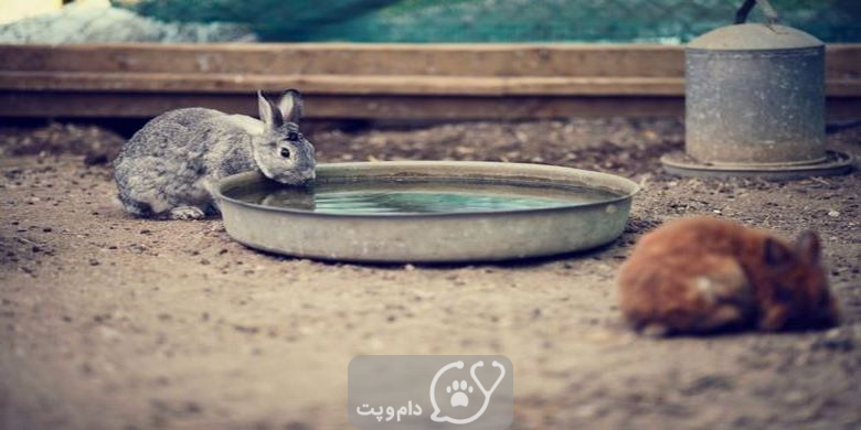 چرا خرگوش من زیاد آب می نوشد؟ || دام و پت