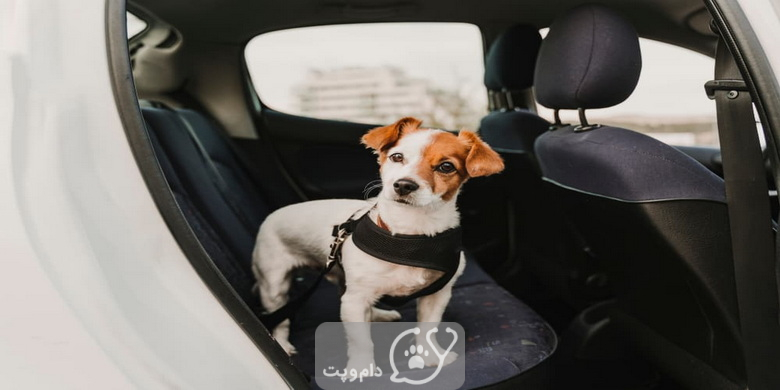 اضطراب سگ در ماشین چیست؟ || دام و پت