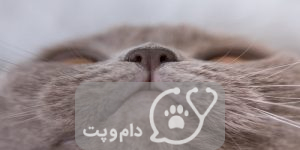 خشکی بینی گربه و 10 علت شایع آن || دام و پت