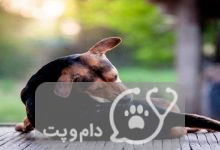 آلرژی سگ و هر آنچه که باید بدانید! || دام و پت