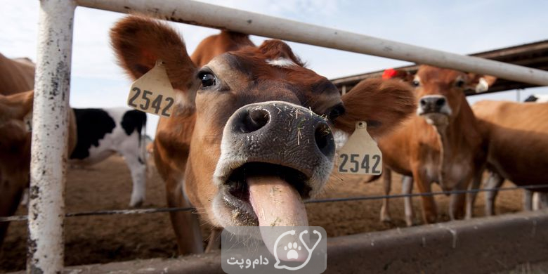 آیا گاوها می توانند نان بخورند؟ || دام و پت