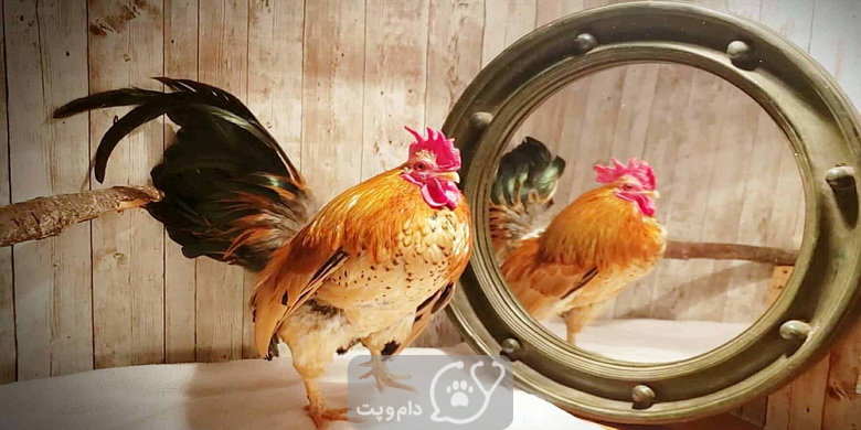 آینه برای جوجه و مرغ ها || دام و پت