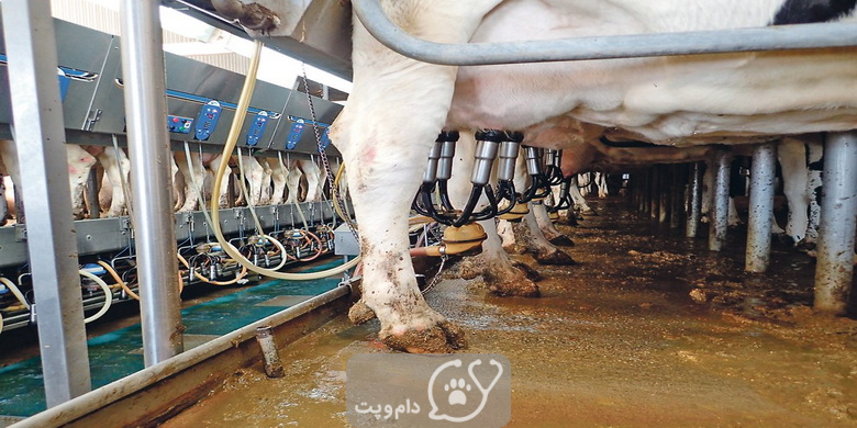 علت کاهش شیر در گاو چیست؟ || دام و پت