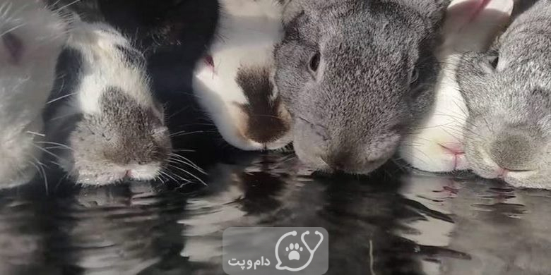 چرا خرگوش من زیاد آب می نوشد؟ || دام و پت