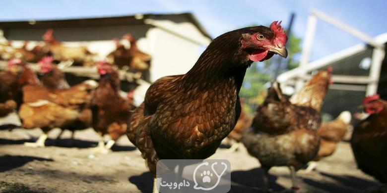 چرا مرغ ها قبل از جفت گیری می دوند؟ || دام و پت