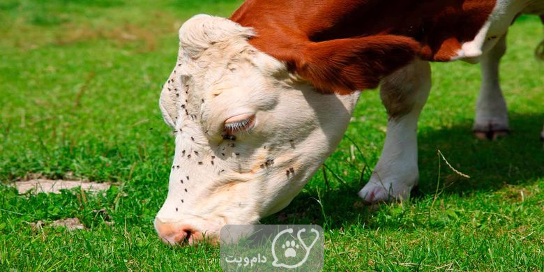 5 درمان موثر کنه در گاو ها || دام و پت