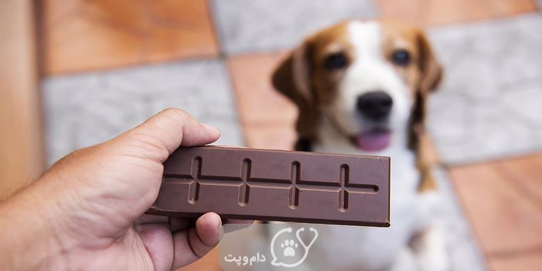  مسمومیت شکلات در سگ کشنده است؟ چگونه پیشگیری کنیم؟ || دام و پت