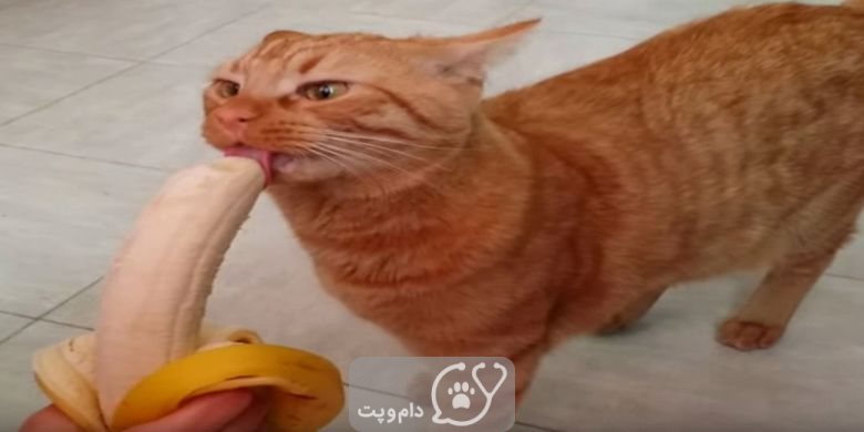 آیا گربه ها می توانند موز بخورند؟ || دام و پت