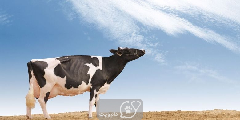 آیا گاوها دچار آفتاب سوختگی می شوند؟ || دام و پت