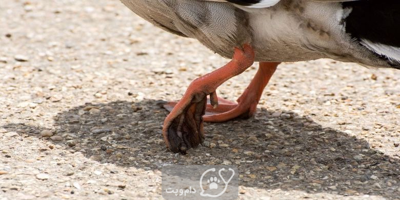 شایع ترین علل تکان خوردن اردک ها چیست؟ || دام و پت