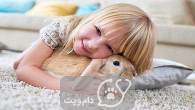 10نژاد برتر خرگوش های خانگی برای کودکان || دام و پت
