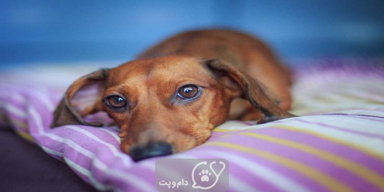 6 علت رایج کمردرد در سگ ها || دام و پت