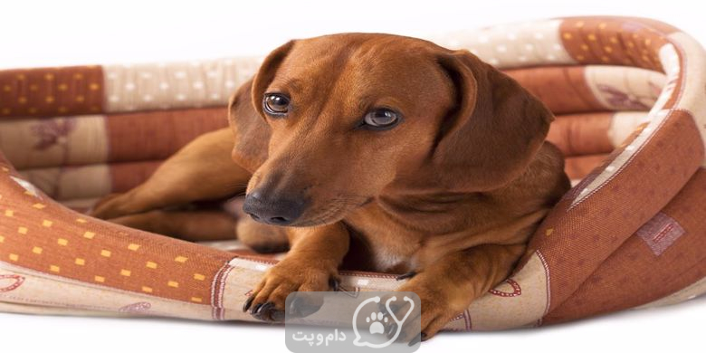 6 علت رایج کمردرد در سگ ها || دام و پت