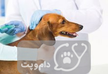 انسولین برای سگ از عوارض تا تزریق || دام و پت
