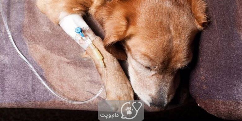 انسولین برای سگ از عوارض تا تزریق || دام و پت