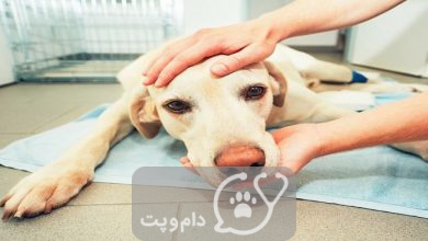 التهاب در سگ نشان دهنده چیست؟ || دام و پت