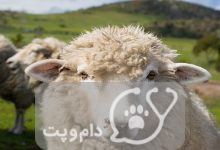 چرا گوسفندها به پشم چینی نیاز دارند؟ || دام و پت