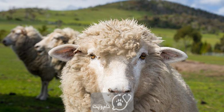 چرا گوسفندها به پشم چینی نیاز دارند؟ || دام و پت