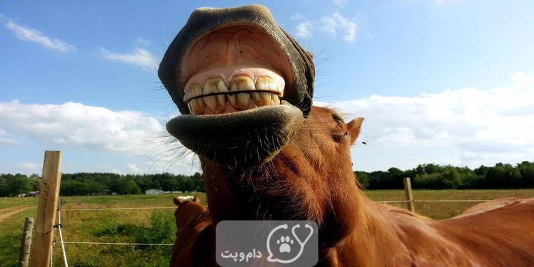 چگونه سن اسب را از روی دندان تشخیص دهیم؟ || دام و پت