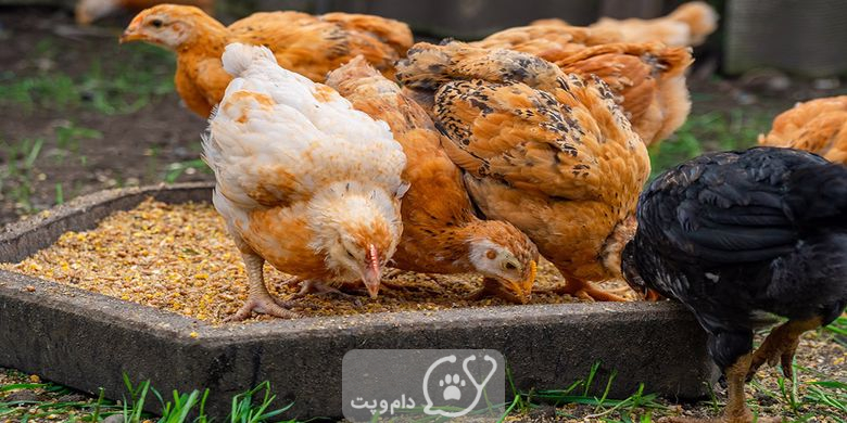 چرا مرغ سنگ و شن می خورند؟ || دام و پت