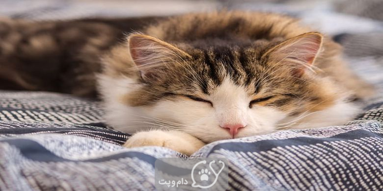 چرا گربه ها با چشمان باز می خوابند؟ || دام و پت