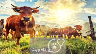 آیا گاوها دچار آفتاب سوختگی می شوند؟ || دام و پت