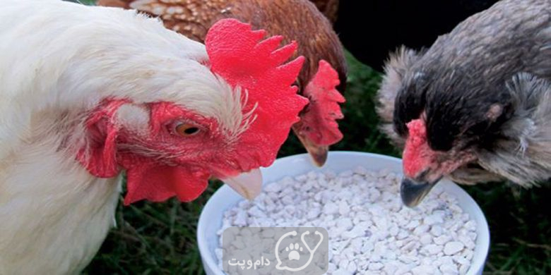 چرا مرغ سنگ و شن می خورند؟ || دام و پت