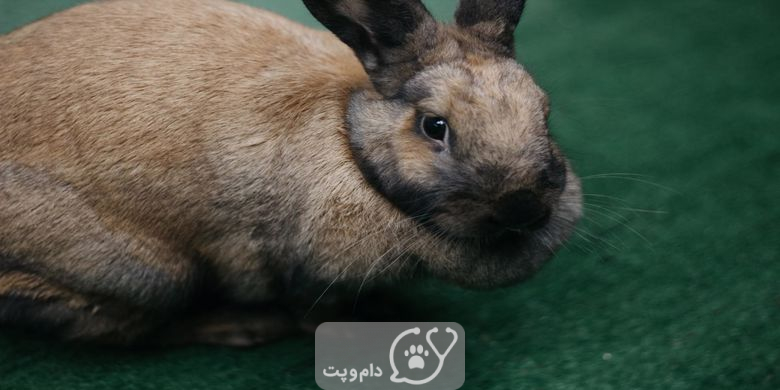 خس خس سینه در خرگوش || دام و پت