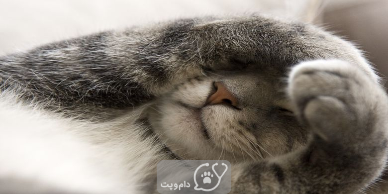 چرا گربه ها چشمان خود را می بندند؟ || دام و پت