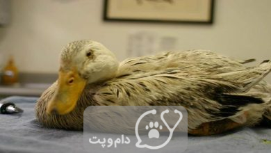 شایع ترین بیماری های اردک || دام و پت